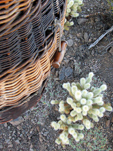 Floating low to take a close look at some teddy bear cholla, also known as "jumping cactus." Don't let its fuzzy appearance and cuddly name fool you - this beautiful plant is nasty to the touch!